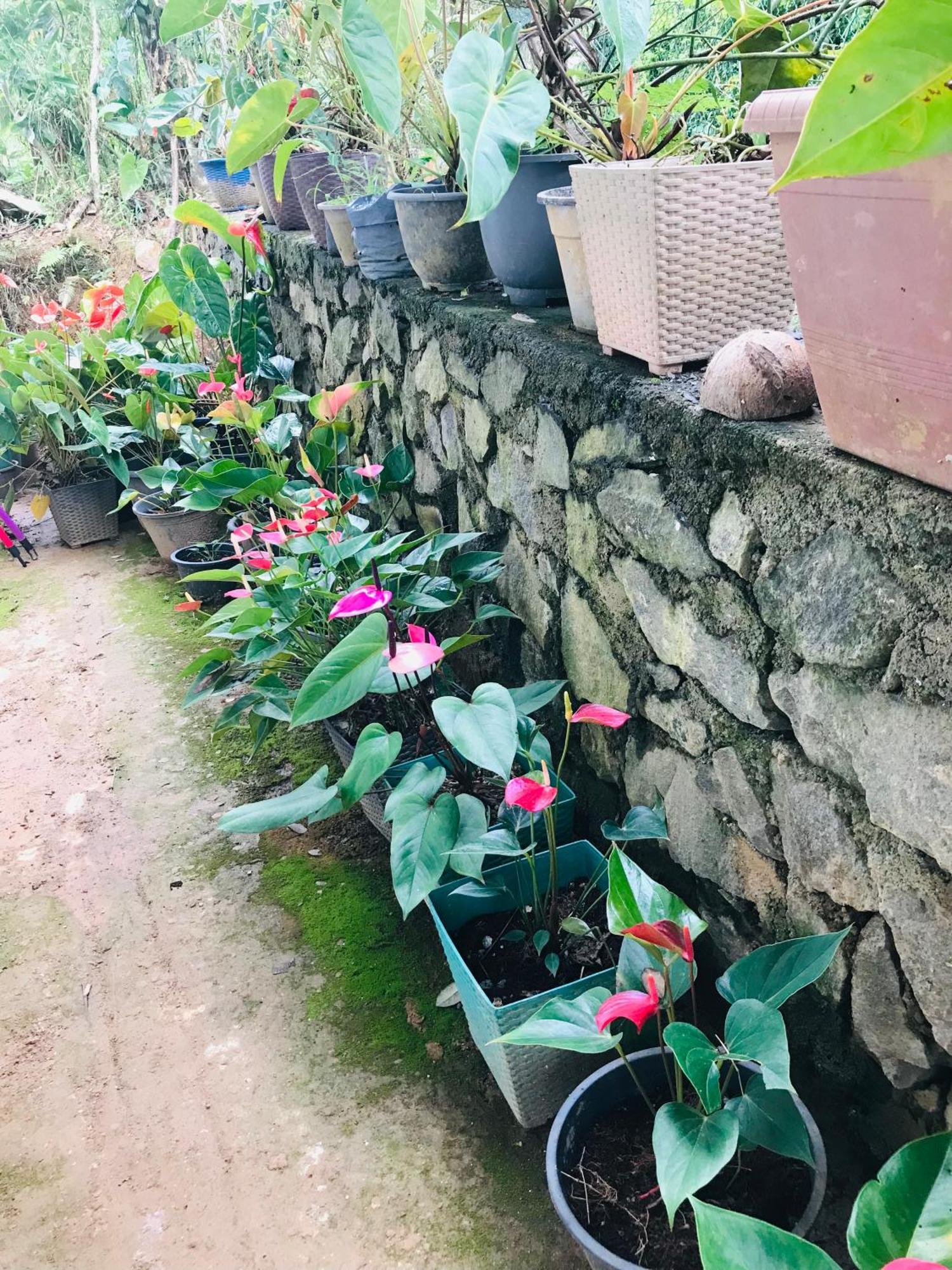 Cinnamon Homestay Ella Eksteriør bilde