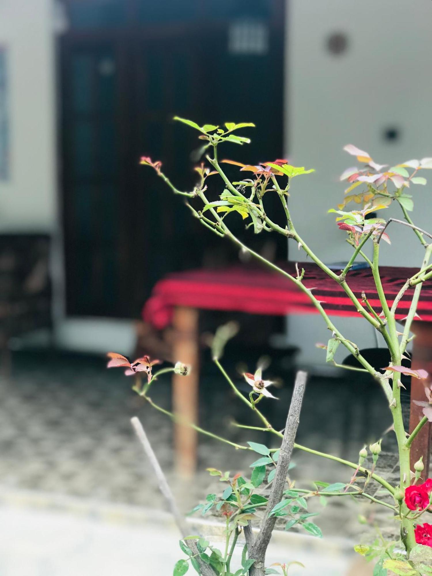 Cinnamon Homestay Ella Eksteriør bilde
