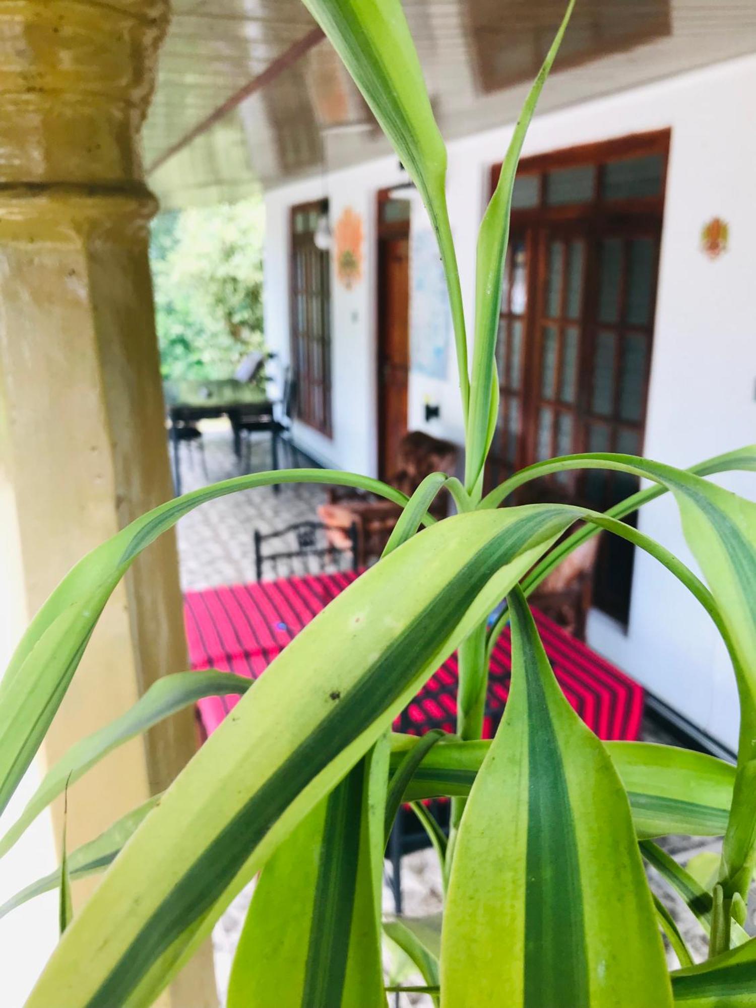 Cinnamon Homestay Ella Eksteriør bilde